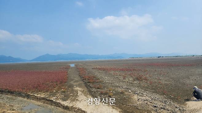 13일 염생식물 칠면초 군락이 크게 줄어든 전북 고창 곰소만 갯벌의 모습. 김기범기자