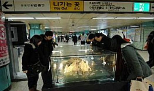 Citizens view a Dokdo model installed at Jamsil Station on Seoul Subway Line 2 in January 2010. (Seoul Metro)