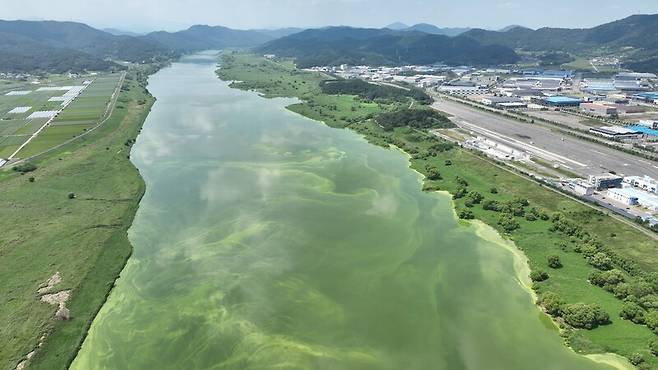 지난 11일 경북 고령 달성보와 경남 창녕 합천창녕보 사이인 달성군 구지지역 낙동강 수면이 주변 풀밭의 색깔과 흡사한 짙은 녹조로 덮여 있다. 대구환경운동연합 제공