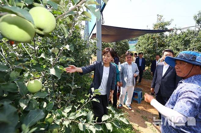 [세종=뉴시스]사과 농가 : 농식품부 송미령 장관이 16일 충남 당진 소재 사과 농가를 찾아 과수 농가의 태풍 대비 상황과 추석 대비 사과 생육 및 출하 상황 등을  점검했다.(사진 = 농식품부 제공)