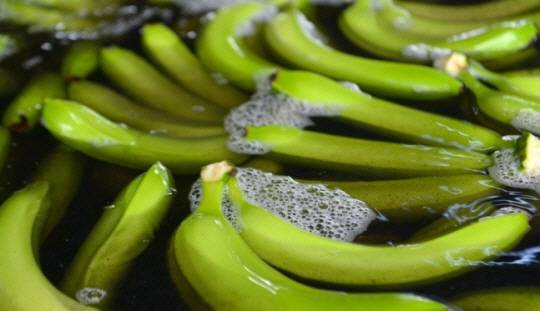 수확한 바나나. AFP 연합뉴스