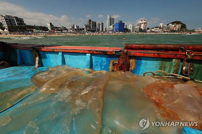 부산 앞바다에 해파리 한가득 [연합뉴스 자료사진]