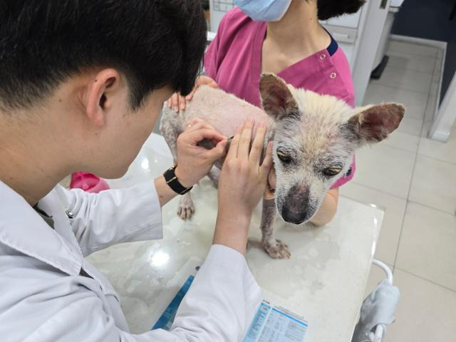 병원 진료도 씩씩하게 잘 받는 준. 치료 이후 털이 자라고 몸무게도 늘어나며 차츰 건강을 회복하고 있다. 위액트 제공