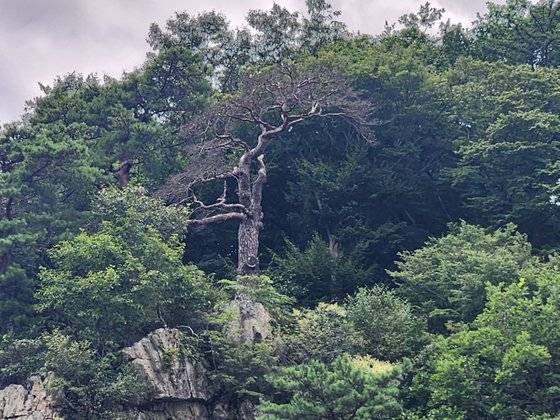 지난 15일 경북 문경시 문경읍 문경새재 제1관문 주흘관 성벽 옆 기암절벽에 자라는 이른바 '애국가 소나무'가 홀로 고사한 모습. 김정석 기자
