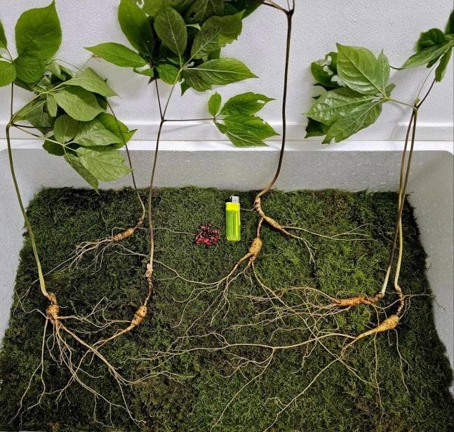 출처=한국전통심마니협회