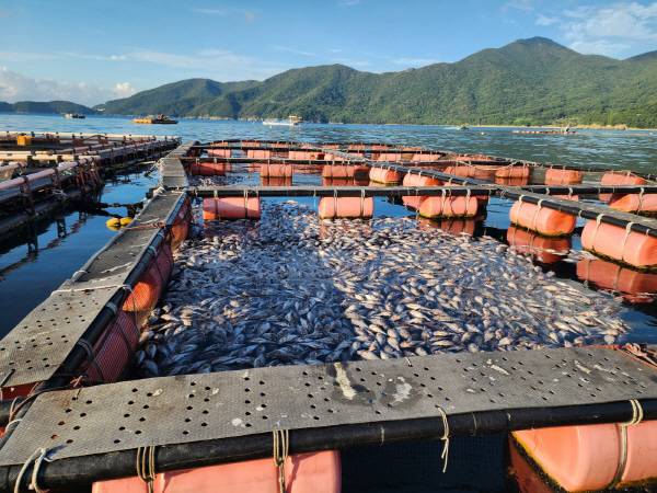 18일 경남 거제시 동부면의 한 가두리양식장에서 고수온을 견디지 못한 어류들이 수면 위로 떠올라 폐사했다. 경남어류양식협회 제공