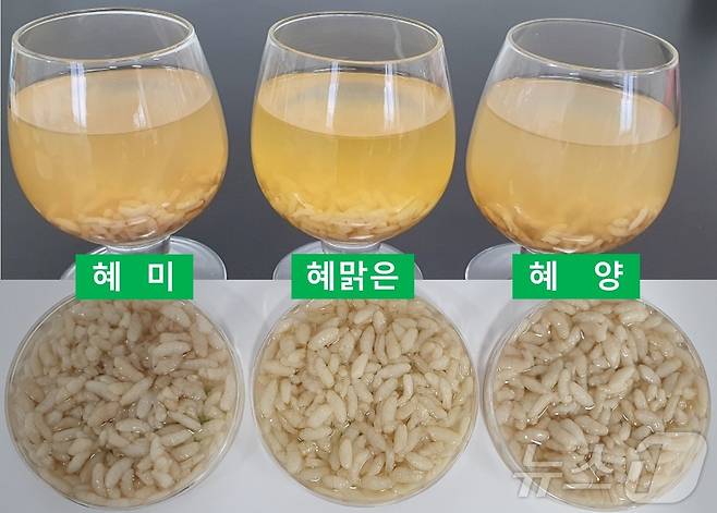 농진청은 맛과 가공성이 우수한 보리 종자 12품종을 보급한다고 19일 밝혔다.(농진청 제공)2024.8.19/뉴스1