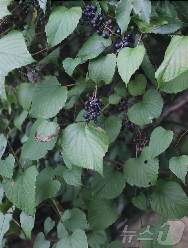 포도속 식물인 새머루(Vitis flexuosa Thunb.)(한국수목원정원관리원 제공) /뉴스1