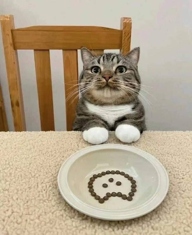 IMG_6210.jpeg 도라에몽 주먹냥이.jpg
