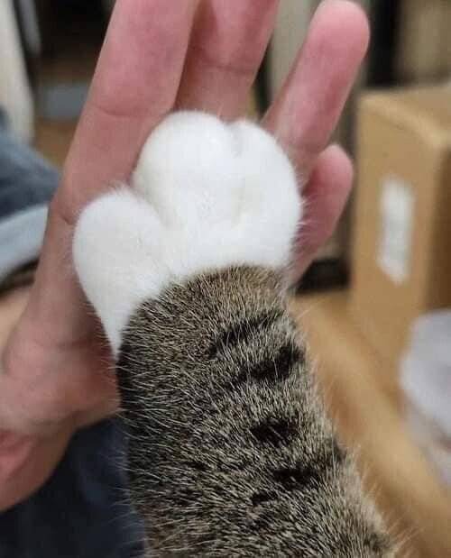 IMG_6213.jpeg 도라에몽 주먹냥이.jpg