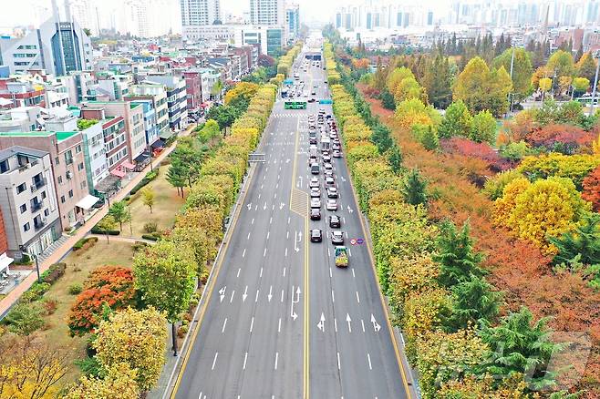 인천 부평구 길주로 양버즘나무(산림청 제공)/뉴스1