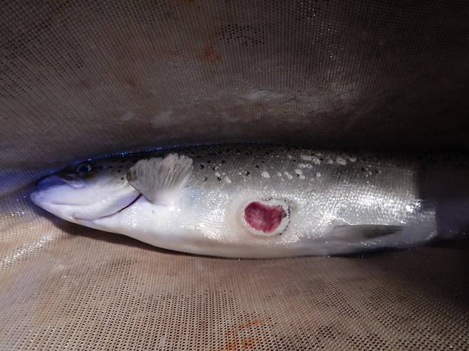 칠성장어에게 당한 연어의 모습. 살이 패이고 피가 빨린 자국이 선연하다./United States Fish and Wildlife Service