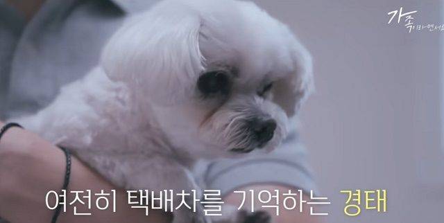 [서울=뉴시스] 지난 17일 유튜브 채널 '가족이라면서요'에서는 '택배견 경태를 아시나요? (버려진 경태)'라는 제목의 영상이 올라왔다. (사진=유튜브 갈무리) *재판매 및 DB 금지