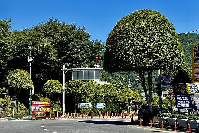 충북 단양군 삼봉로 복자기나무길 [산림청 제공. 재판매 및 DB 금지]