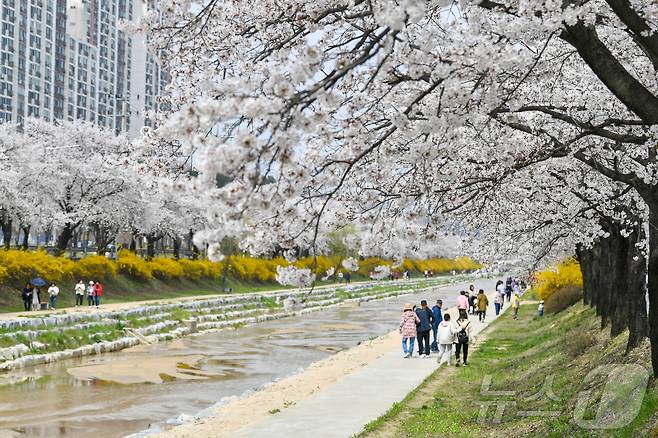 산림청으로부터 우수 관리 가로수길에 선정된 영주시 서원로 가로수길 모습.(경북도 제공)