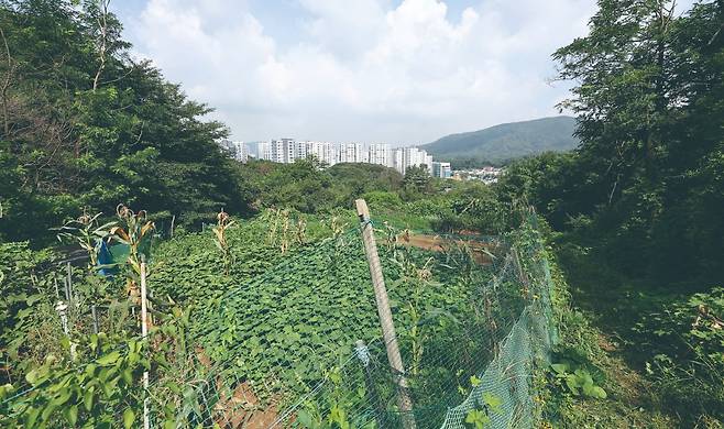 서초구 내곡동 개발제한구역 일대. 사진=연합뉴스