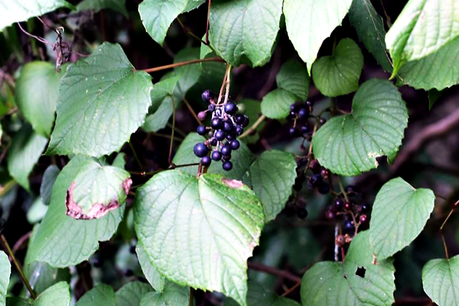 최근 국립백두대간수목원이 유전체 정보를 해독한 포도속 새머루(Vitis flexuosa Thunb). 한국수목원정원관리원