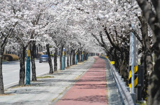 벚꽃이 활짝핀 서원로 가로수길 풍경. (영주시 제공)