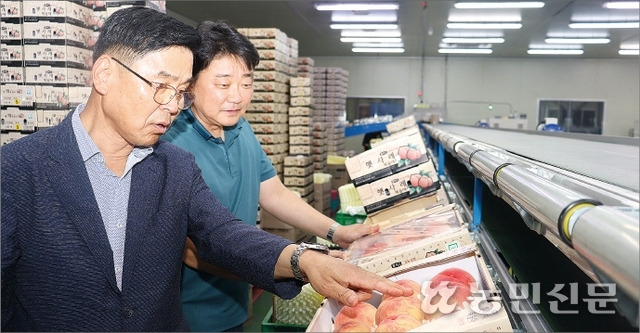 정지태 충북 음성 감곡농협 조합장(왼쪽)이 오창진 농산물산지유통센터(APC) 센터장과 함께 선별 중인 ‘햇사레 복숭아’의 품질을 살펴보고 있다.