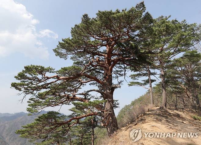 울진 금강송숲 대왕소나무 [연합뉴스 자료사진]