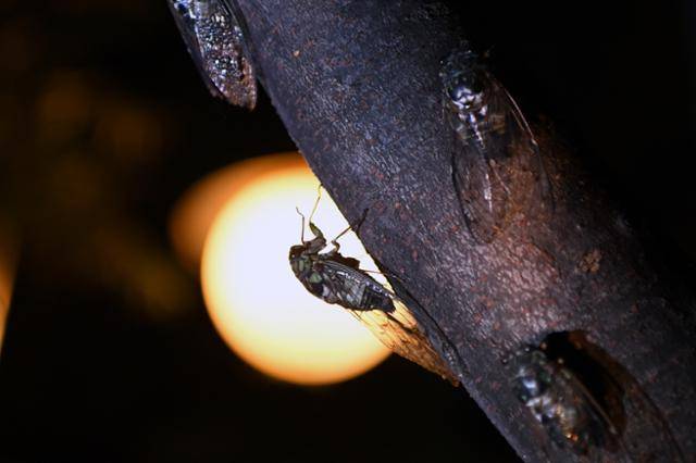 기온 상승과 야간 조명으로 인해 매미들의 울음은 더 커지고 길어졌다. 한국일보 자료사진