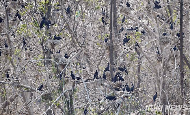 '검은 옷을 입은 새' 라는 뜻에서 유래된 가마우지는 전 세계에 32종으로 우리나라에는 쇠가마우지,민물가마우지, 바다가마우지, 붉은빰가마우지 등 4종이 있다.
