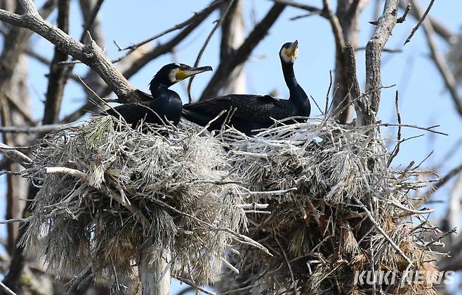 가마우지는 몸 전체가 검은색이며 부리 끝이 구부러져 있는 새로 세계자연보전연맹(IUCN)의 관심필요종으로 분류돼 있다.