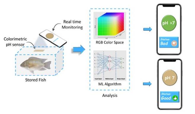 키토산을 활용한 pH 센서를 스마트기기로 분석, 음식물의 부패여부를 간단하게 확인하는 원리.[도 곤충산업센터 제공]