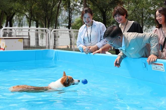 박강수 마포구청장이 반려동물 캠핑장에 조성된 물놀이장에서 수영하고 있는 강아지를 바라보고 있다. 마포구