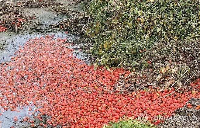 침수돼 썩은 방울토마토 (익산=연합뉴스) 나보배 기자 = 22일 전북 익산시 망성면 화산리의 한 논길에 썩은 방울토마토가 놓여있다. 2024.7.22 warm@yna.co.kr