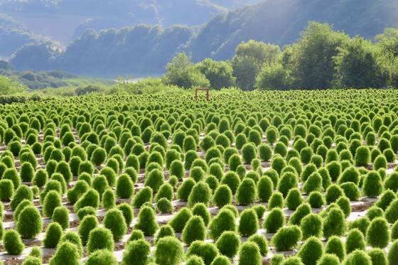 연천의 임진강 댑싸리공원은 코로나19 와중인 2021년 조성돼 관광객을 끌어들였다. 곧 가을이면 핑크빛으로 물든다. 김홍준 기자