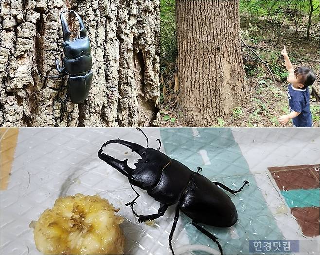 수도권 노후 아파트 공동현관에서 발견된 사슴벌레를 다시 풀어준 모습. 사진=독자제공