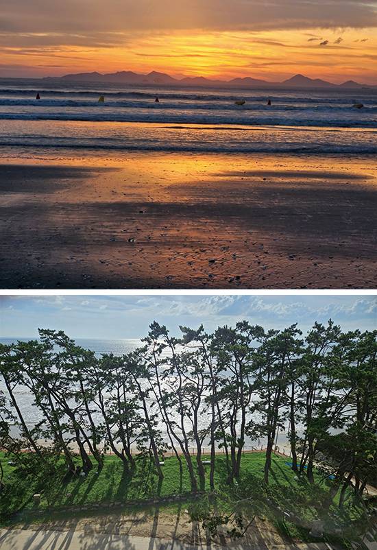 동호해변,  동호해변 송림