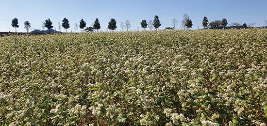 고창 학원농장 청보리밭 메밀밭