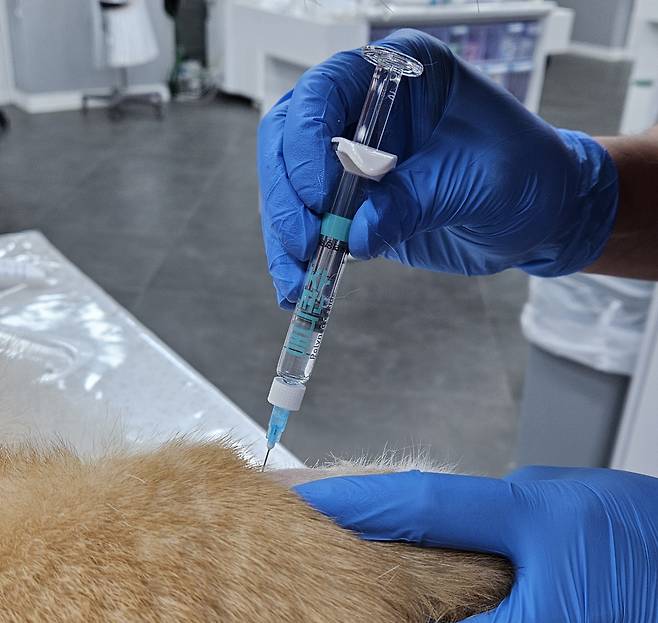 관절 주사를 투여받고 있는 강아지/사진=스카이동물메디컬센터