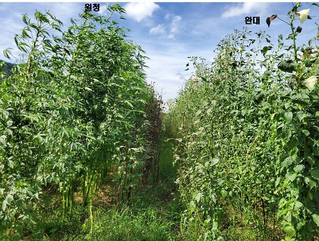 원자력연 첨단방사선연구소가 개발한 케나프 신품종. 셀룰로오스가 다량 함유된 신품종 '원청' (왼쪽), 생산성과 강도를 높인 신품종 '완대' (오른쪽).  /사진=원자력연