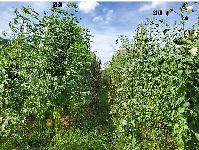 한국원자력연구원 첨단방사선연구소가 개발한 케나프 신품종. 셀룰로오스가 다량 함유된 신품종 ‘원청’(왼쪽), 생산성과 강도를 높인 신품종 ‘완대’(오른쪽).[한국원자력연구원 제공]