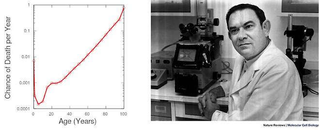2003년 미국의 나이에 따른 연간 사망률을 나타내는 그래프로, 30살부터 8년마다 사망률이 2배가 된다는 곰퍼츠 법칙을 충실하게 따르고 있다. 세로축은 로그 척도다.(왼쪽) 지난 8월1일 세상을 떠난 노화 연구의 개척자 레너드 헤이플릭은 주기를 늘리는, 즉 노화 속도를 늦추는 방법을 찾아 수명을 연장할 가능성에 회의적이었다. 위키피디아 제공