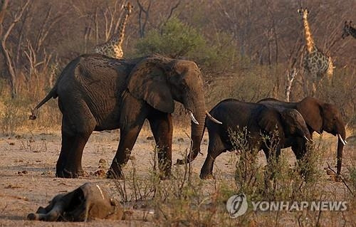 짐바브웨 황게국립공원의 코끼리 모습. [사진 = 로이터 연합뉴스]