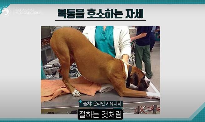 반려견이 앞다리를 쭉 뻗으며 엉덩이를 들어 올리는 자세를 자주 취하면 복통을 느끼는 상태일 수 있다. (스카이동물메디컬센터 유튜브 채널 갈무리) ⓒ 뉴스1