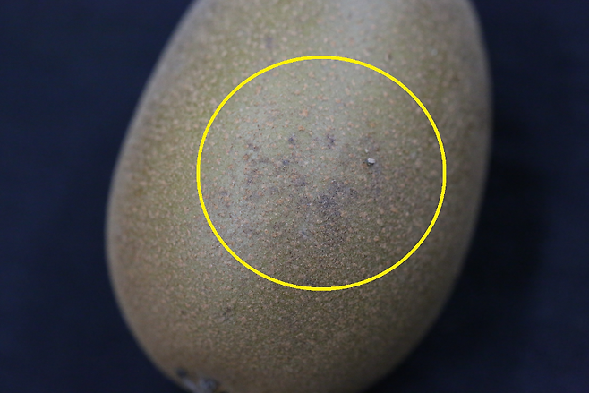 볼록총채벌레로 인해 검은 얼룩이 생긴 키위 (제주도농업기술원 제공)