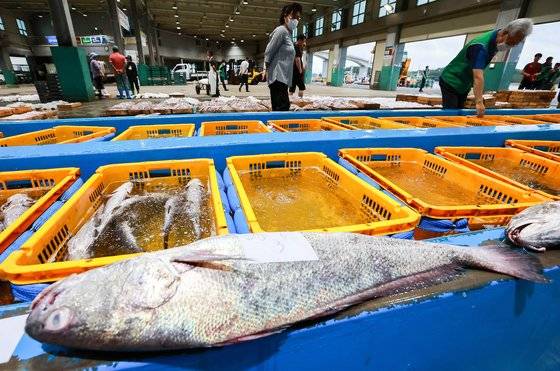 전남 신안군 임자도 내 송도위판장에서 민어 경매가 진행 중인 모습. 중앙포토