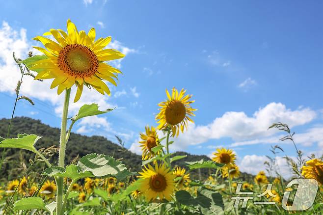 30일 오후 '제4회 교동도 해바라기 정원 축제'가 열린 인천 강화군 교동도에 해바라기가 만개해 있다. 해바라기 정원은 지난 2017년부터 난정저수지 옆에 조성했으며, 약 3만㎡로 수도권 최대 규모를 자랑한다. 2024.8.30/뉴스1 ⓒ News1 민경석 기자