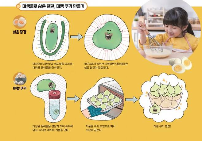 미생물로 삶은 달걀로 머랭 쿠키 만들기. 게티이미지뱅크, 어린이과학동아 제공