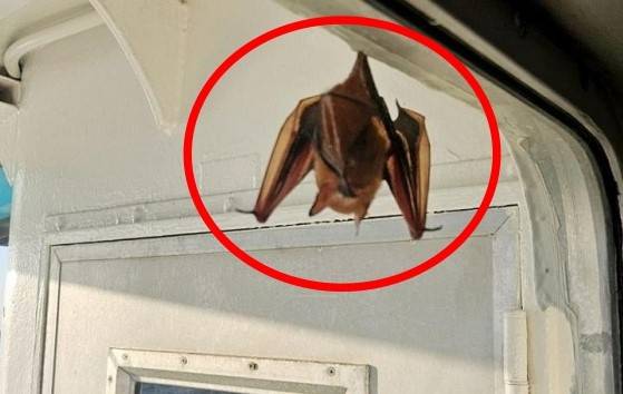 멸종위기종 ‘황금박쥐’. [연합뉴스 독자제공]