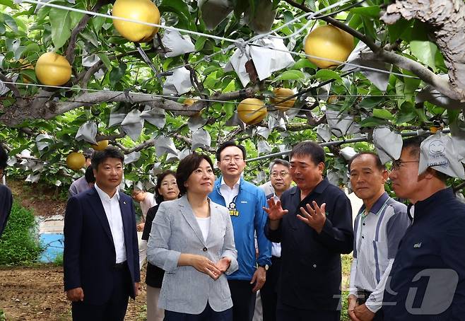 송미령 농림축산식품부 장관이 지난 7월31일 전라남도 나주 배 재배농가에서 배 생육상황을 점검하고 있다. (농식품부 제공) /뉴스1