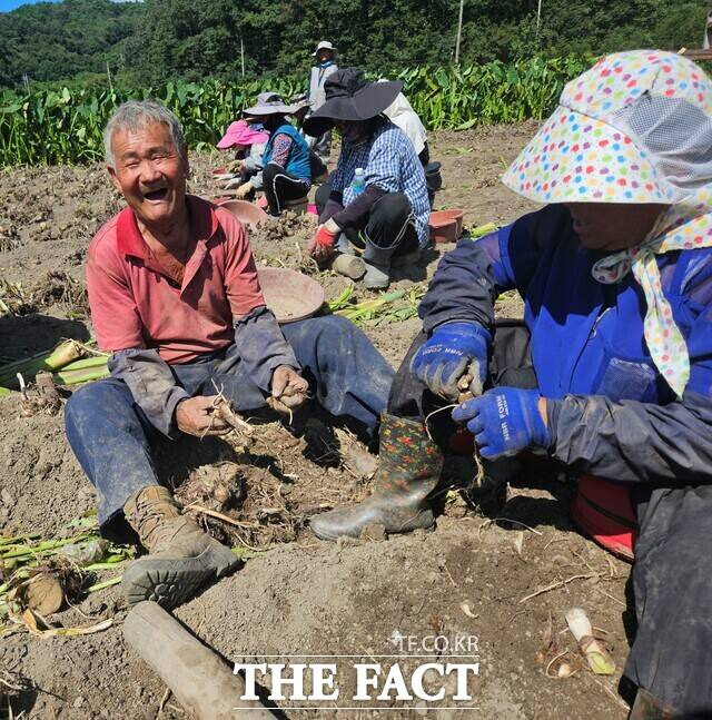 전남 곡성군의 한 토란 재배 농민이 추석 앞두고 차례상에 오를 토란을 캐면서 함박웃음을 짓고 있다. / 곡성군