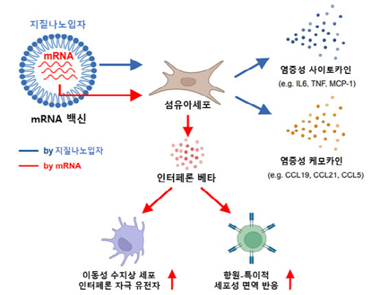 mRNA 백신 접종 부위의 초기 면역반응 모식도. 질병청 제공.