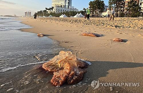 경포해수욕장의 독성 해파리     (강릉=연합뉴스) 유형재 기자 = 16일 강원 강릉시 경포해수욕장 백사장에 독성 해파리인 노무라입깃해파리가 백사장 곳곳에서 발견되고 있다.
    국립수산과학원은 노무라입깃해파리의 국내 바다 유입량이 역대 최대를 기록했다고 밝혔다. 2024.8.16
    yoo21@yna.co.kr
(끝)