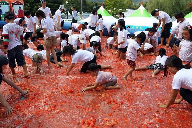 지난해 진행된 축제 참가자들이 토마토를 가득 넣어 만든 풀장에서 경품을 찾고 있다. 장수군 제공